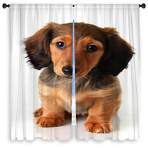 Dachshund Puppy Window Curtains 62337958