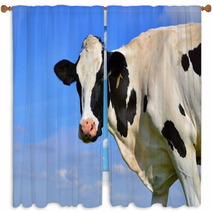 Dairy Cows On Farmland Window Curtains 67233194
