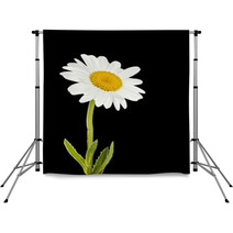 Daisy Flower Backdrops 66608079