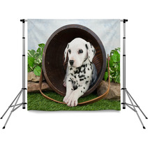 Dalmatian Puppy Backdrops 62343327