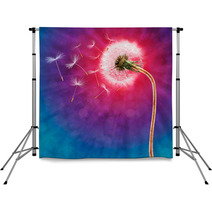 Dandelion On The Long Stem With Flying Seeds Backdrops 52086991