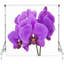 Dark Purple Orchid Isolated On White Background Backdrops 60883147