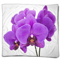 Dark Purple Orchid Isolated On White Background Blankets 60883147