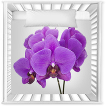 Dark Purple Orchid Isolated On White Background Nursery Decor 60883147