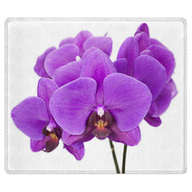 Dark Purple Orchid Isolated On White Background Rugs 60883147