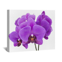 Dark Purple Orchid Isolated On White Background Wall Art 60883147