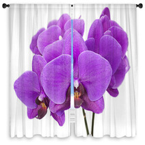 Dark Purple Orchid Isolated On White Background Window Curtains 60883147