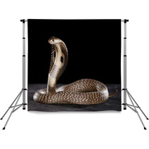 Deadly Cobra On Table.. What A Beauty Backdrops 63143733