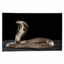 Deadly Cobra On Table.. What A Beauty Rugs 63143733