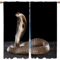 Deadly Cobra On Table.. What A Beauty Window Curtains 63143733