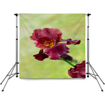 Deep Red Color Iris Flower Backdrops 51887781