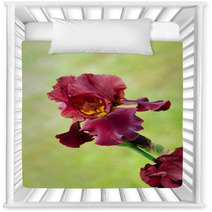 Deep Red Color Iris Flower Nursery Decor 51887781