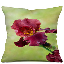 Deep Red Color Iris Flower Pillows 51887781