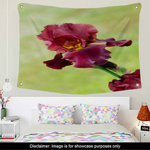 Deep Red Color Iris Flower Wall Art 51887781