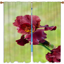 Deep Red Color Iris Flower Window Curtains 51887781
