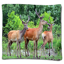 Deer Altai Blankets 54547853