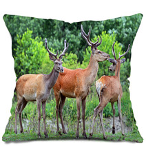 Deer Altai Pillows 54547853