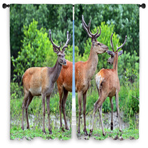 Deer Altai Window Curtains 54547853