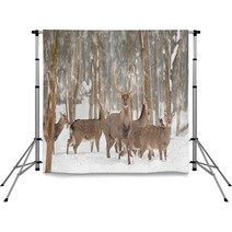 Deer Backdrops 48192004