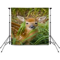 Deer Fawn Backdrops 40551626