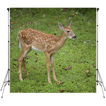 Deer Fawn Backdrops 47086256