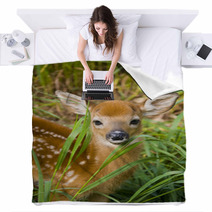 Deer Fawn Blankets 40551626
