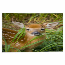 Deer Fawn Rugs 40551626
