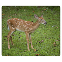Deer Fawn Rugs 47086256