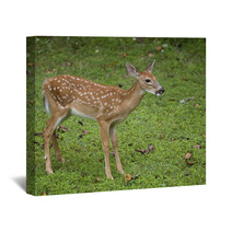 Deer Fawn Wall Art 47086256