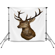 Deer Head On A White Background Backdrops 40983724