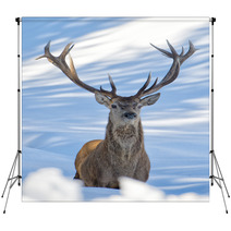 Deer On The Snow Background Backdrops 62450692
