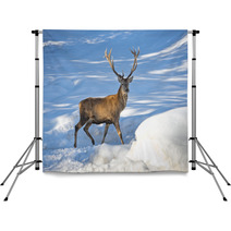 Deer On The Snow Background Backdrops 70016485