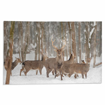 Deer Rugs 48192004