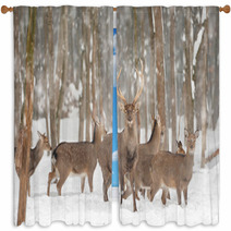 Deer Window Curtains 48192004