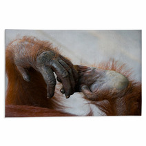Detail Of The Front Hand Orangutan. Close-up. Indonesia. The Island Of Kalimantan (Borneo). An Excellent Illustration. Rugs 97754543