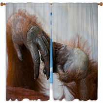 Detail Of The Front Hand Orangutan. Close-up. Indonesia. The Island Of Kalimantan (Borneo). An Excellent Illustration. Window Curtains 97754543