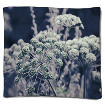 Dill Flower Umbels Background Blankets 71110684