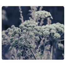 Dill Flower Umbels Background Rugs 71110684