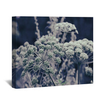 Dill Flower Umbels Background Wall Art 71110684