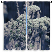 Dill Flower Umbels Background Window Curtains 71110684