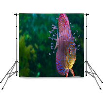 Discus Fish With Baby Fish Swimming In Aquarium Backdrops 56056120