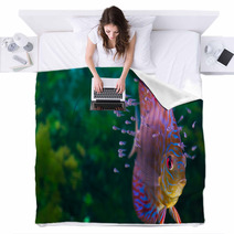 Discus Fish With Baby Fish Swimming In Aquarium Blankets 56056120