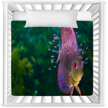 Discus Fish With Baby Fish Swimming In Aquarium Nursery Decor 56056120
