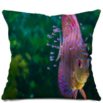 Discus Fish With Baby Fish Swimming In Aquarium Pillows 56056120