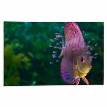 Discus Fish With Baby Fish Swimming In Aquarium Rugs 56056120
