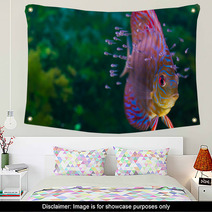 Discus Fish With Baby Fish Swimming In Aquarium Wall Art 56056120