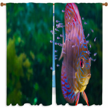 Discus Fish With Baby Fish Swimming In Aquarium Window Curtains 56056120
