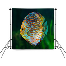 Discus, Tropical Decorative Fish Backdrops 51789937