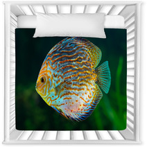 Discus, Tropical Decorative Fish Nursery Decor 51789937