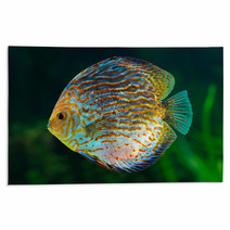 Discus, Tropical Decorative Fish Rugs 51789937